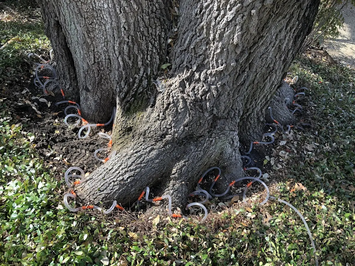 Detailed Tree Cabling and Bracing job site in Cowansville