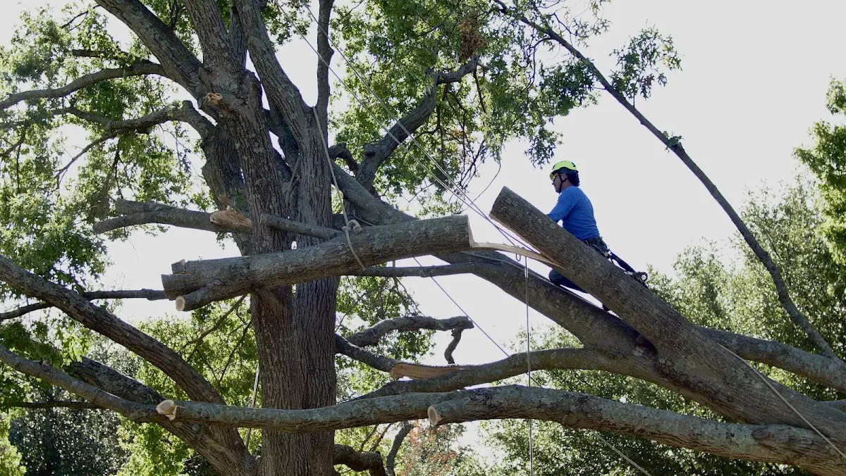 Professional Hazardous Tree Removal performed by certified arborists in Cowansville