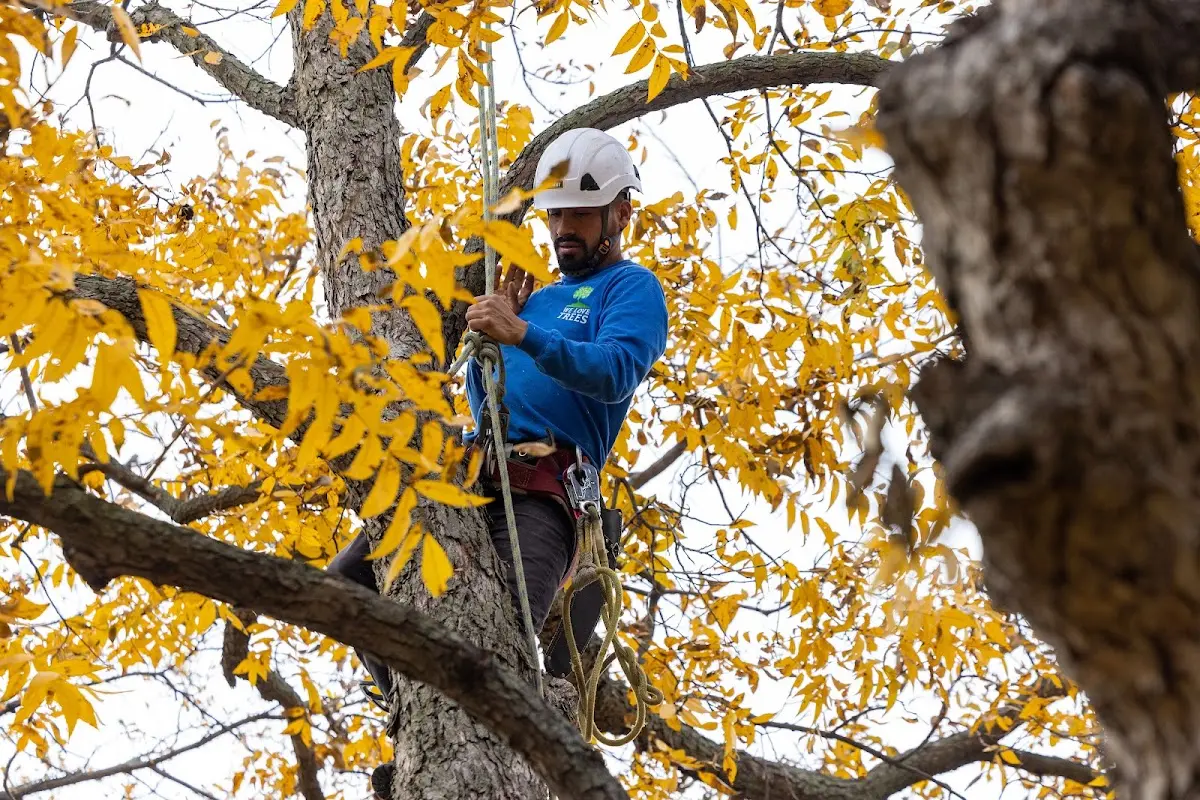 Skilled Tree Pruning crew working in Cowansville