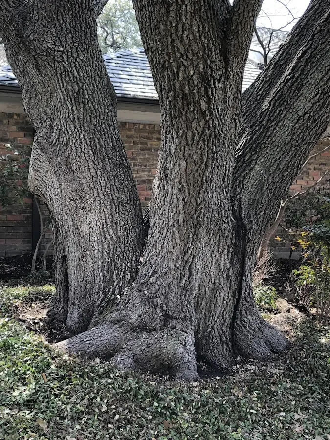 Mature heritage tree close to a Cowansville property cared for by certified arborists